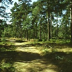 Drents-Friese Wold