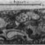 Plattegrond van een Engelse tuin te Assen, v¢¢r 1900