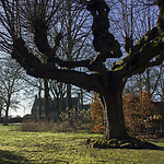 De monumentale boom uit de tijd van Van Gogh, Zweeloo, 2020
