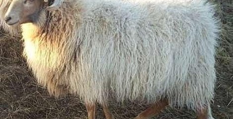 Heideschaap