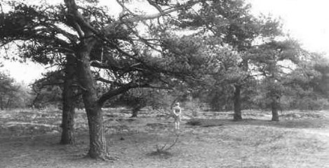 Heide