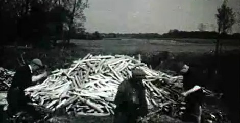 Eikenhakhout