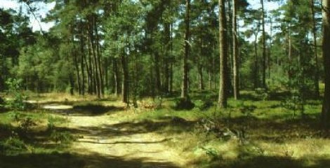 Drents-Friese Wold