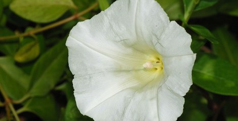 Drentse Plantennamen