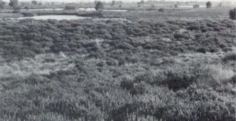 Dobben