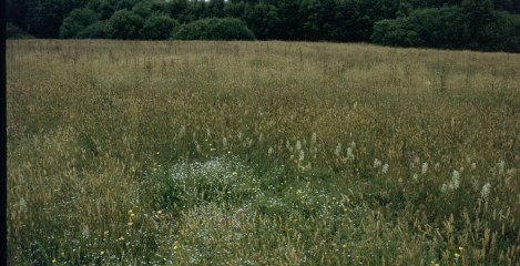 Bovenveengrasland