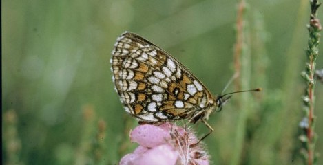 Bosparelmoervlinder