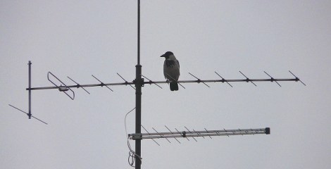 Bonte kraai