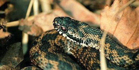 Adder
