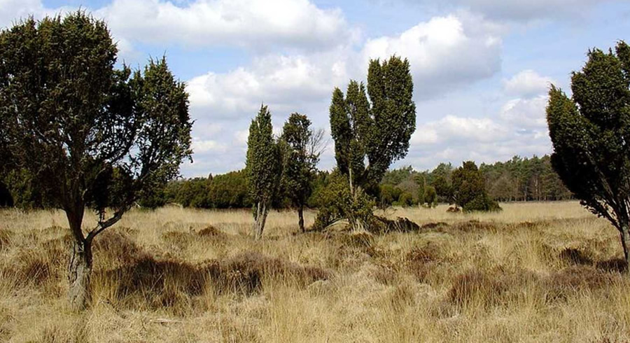 Dwingelderveld
