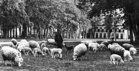Zuidlaren