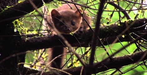 Zoogdieren