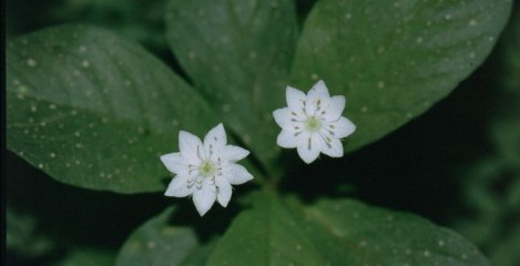 Zevenster