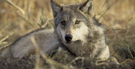 Wolf