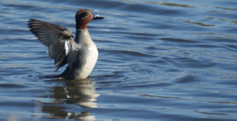 Wintertaling