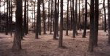 Staatsbosbeheer