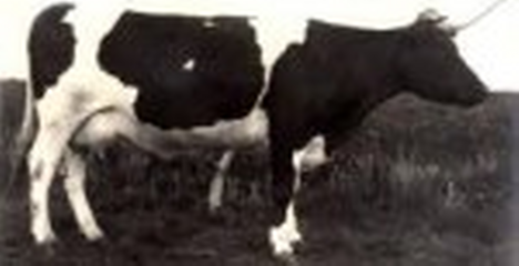 Rundvee/rundveehouderij