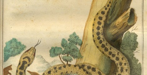 Reptielen