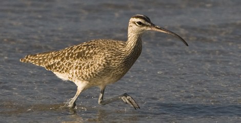 Regenwulp