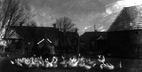 Pluimveehouderij