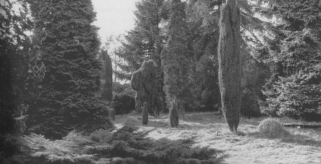 Pinetum Ter Borgh