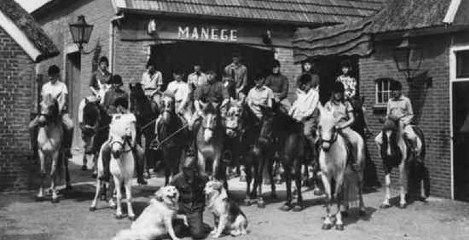 Paarden