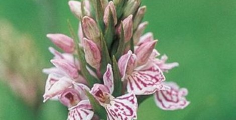 Orchideeën