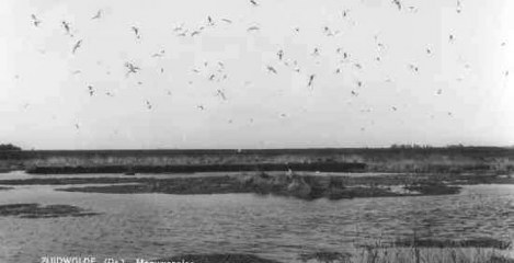 Meeuwenplas