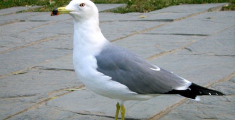 Meeuw